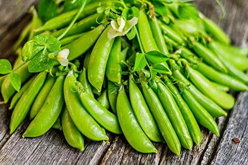 Mammoth Melting Sugar Pod Snow Pea Garden Seeds - 100 Seeds ~ Non-GMO, Heirloom Vegetable Gardening & Microgreens Seeds