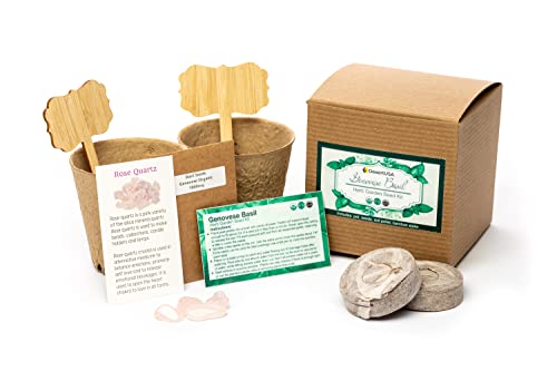 DesertUSA Heirloom Organic Genovese Basil Garden Grow Kit in Gift Box, Non-GMO Herb Seeds, Instructions, Bamboo Plant Labels, 2 Pots, Rose Quartz