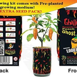 Peach Ghost Chili Growing Kit Can DIY Plant Home Garden Gift