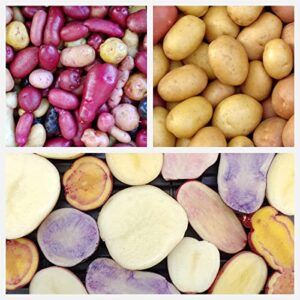 Potato Multicolor Mix - 100 True Seeds Not Root - Grow Your Own Potato