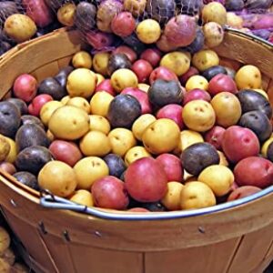 Potato Multicolor Mix - 100 True Seeds Not Root - Grow Your Own Potato