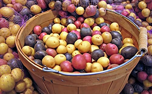 Potato Multicolor Mix - 100 True Seeds Not Root - Grow Your Own Potato