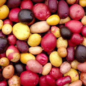 Potato Multicolor Mix - 100 True Seeds Not Root - Grow Your Own Potato