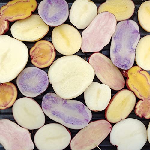 Potato Multicolor Mix - 100 True Seeds Not Root - Grow Your Own Potato