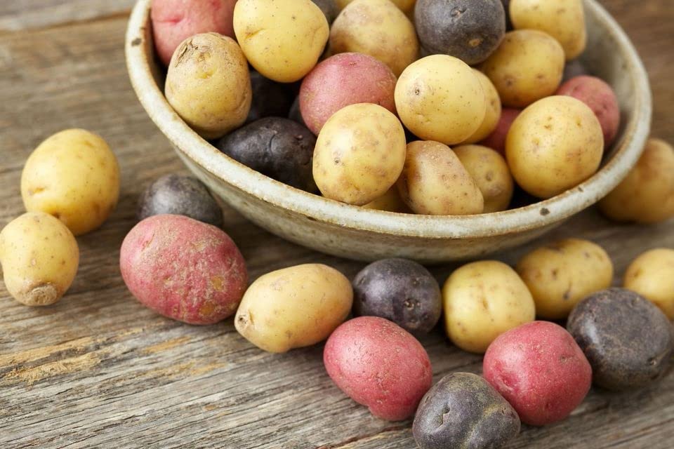 Potato Multicolor Mix - 100 True Seeds Not Root - Grow Your Own Potato