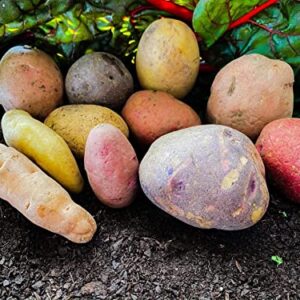 Potato Multicolor Mix - 100 True Seeds Not Root - Grow Your Own Potato