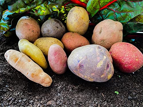 Potato Multicolor Mix - 100 True Seeds Not Root - Grow Your Own Potato