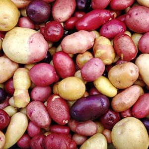 Potato Multicolor Mix - 100 True Seeds Not Root - Grow Your Own Potato