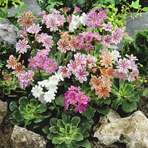 outsidepride lewisia sunset strain garden flowers great for pots, containers, baskets, patios – 100 seeds