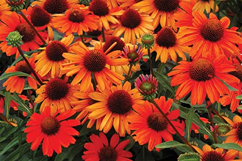 Zeoust Loife Echinacea Seeds for Planting Orange Red Coneflower Plants - Non-GMO Heirloom Flowers Seed to Plant Outdoors Garden 200 Seeds (Orange Red Coneflower)