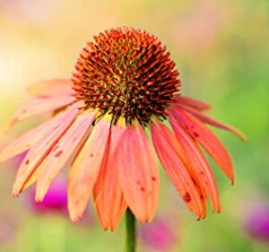 Zeoust Loife Echinacea Seeds for Planting Orange Red Coneflower Plants - Non-GMO Heirloom Flowers Seed to Plant Outdoors Garden 200 Seeds (Orange Red Coneflower)