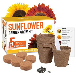 sunflower grow kit – grow 5 different sunflowers 22 piece – start your own flower garden – a complete gardeners gift – beginner starter kit – non gmo seed variety pack – indoor & outdoor use
