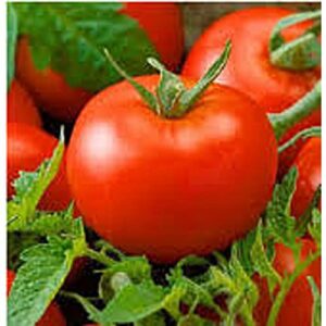 thessaloniki tomato seeds (20+ seeds) | non gmo | vegetable fruit herb flower seeds for planting | home garden greenhouse pack