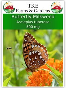 tke farms – butterfly milkweed seeds for planting, 500 mg ~ 100 seeds, asclepias tuberosa