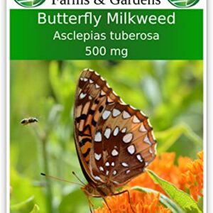 TKE Farms - Butterfly Milkweed Seeds for Planting, 500 mg ~ 100 Seeds, Asclepias tuberosa