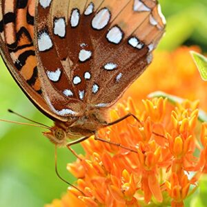 TKE Farms - Butterfly Milkweed Seeds for Planting, 500 mg ~ 100 Seeds, Asclepias tuberosa