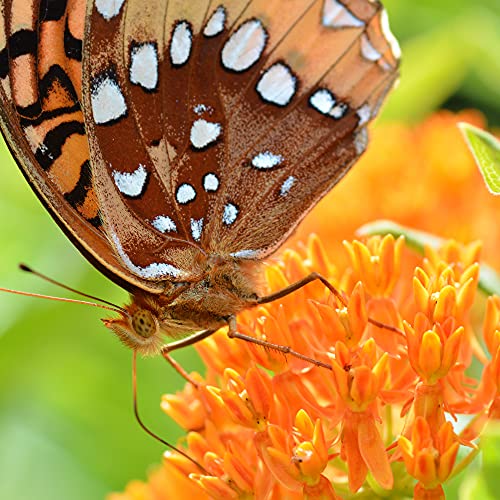 TKE Farms - Butterfly Milkweed Seeds for Planting, 500 mg ~ 100 Seeds, Asclepias tuberosa