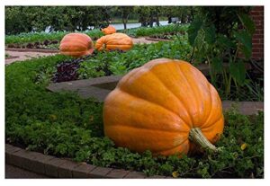 david’s garden seeds pumpkin dill’s atlantic giant fba-6612 (orange) 15 non-gmo, heirloom seeds