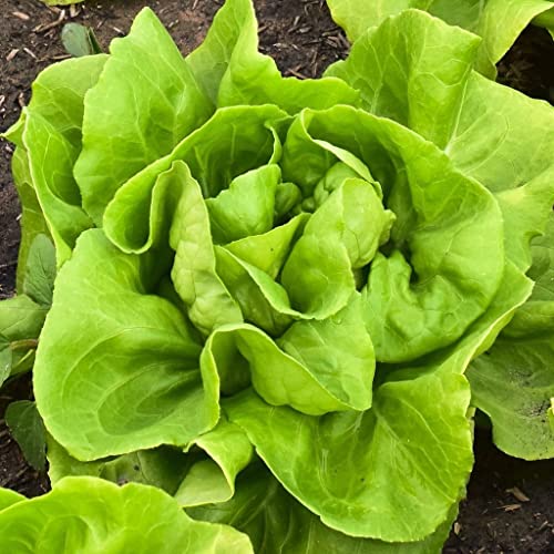 750 Buttercrunch Butterhead Lettuce Seeds for Planting 1.5+ Grams Non GMO Heirloom Garden Vegetable Survival Baby Greens Bulk