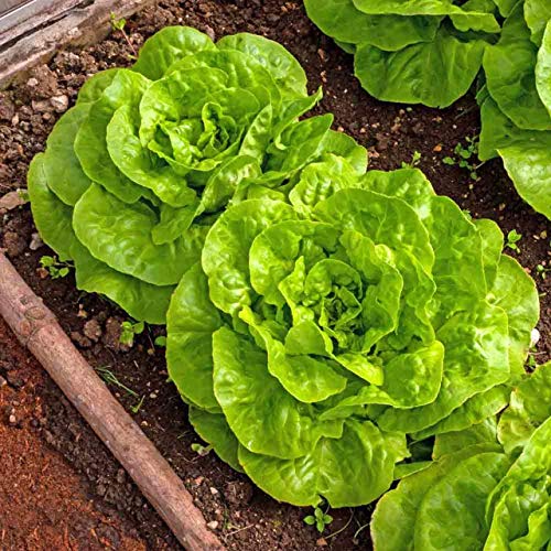 750 Buttercrunch Butterhead Lettuce Seeds for Planting 1.5+ Grams Non GMO Heirloom Garden Vegetable Survival Baby Greens Bulk