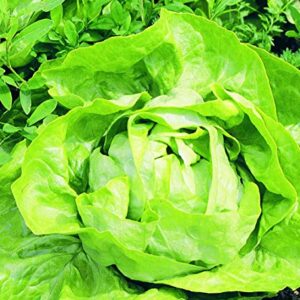 750 Buttercrunch Butterhead Lettuce Seeds for Planting 1.5+ Grams Non GMO Heirloom Garden Vegetable Survival Baby Greens Bulk