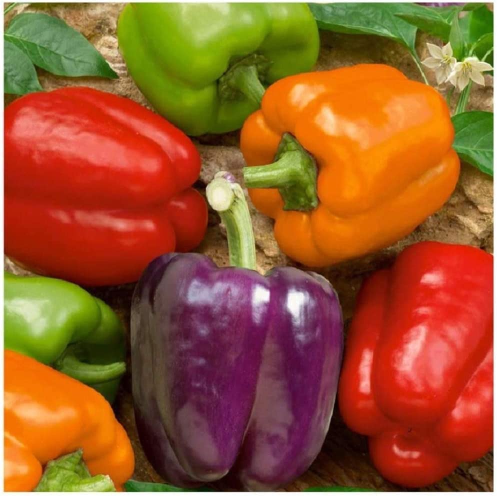 David's Garden Seeds Pepper Bell Rainbow Blend FBA-00049 (Multi) 25 Non-GMO, Heirloom Seeds