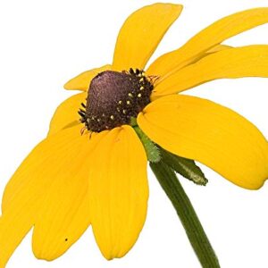 Brown-Eyed Susan Flower Seeds for Planting, 3000+ Seeds Per Packet, (Isla's Garden Seeds), Non GMO & Heirloom Seeds, Scientific Name: Rudbeckia triloba, Great Home Flower Garden Gift
