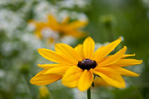 Brown-Eyed Susan Flower Seeds for Planting, 3000+ Seeds Per Packet, (Isla's Garden Seeds), Non GMO & Heirloom Seeds, Scientific Name: Rudbeckia triloba, Great Home Flower Garden Gift