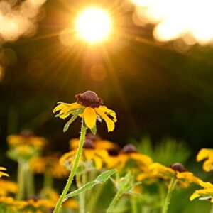 Brown-Eyed Susan Flower Seeds for Planting, 3000+ Seeds Per Packet, (Isla's Garden Seeds), Non GMO & Heirloom Seeds, Scientific Name: Rudbeckia triloba, Great Home Flower Garden Gift