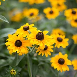 Brown-Eyed Susan Flower Seeds for Planting, 3000+ Seeds Per Packet, (Isla's Garden Seeds), Non GMO & Heirloom Seeds, Scientific Name: Rudbeckia triloba, Great Home Flower Garden Gift