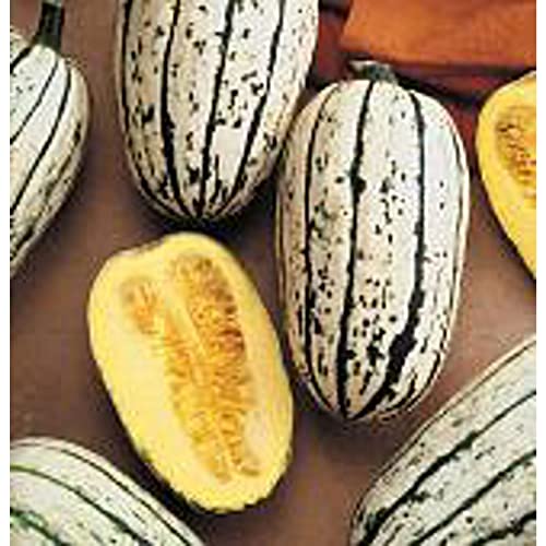 Sweet Potato Squash Seeds (20+ Seeds) | Non GMO | Vegetable Fruit Herb Flower Seeds for Planting | Home Garden Greenhouse Pack