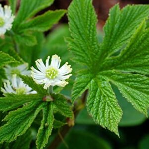 6 Goldenseal Roots Live Herb Plants Planting Ornaments Perennial Garden Simple to Grow Pots Gifts