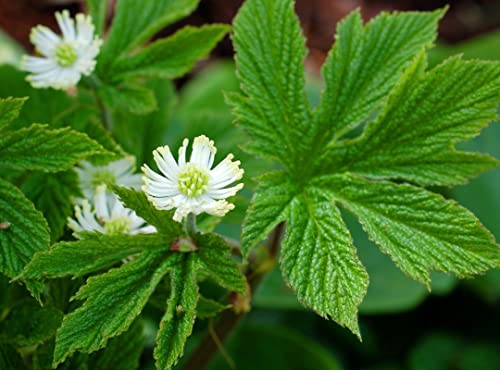 6 Goldenseal Roots Live Herb Plants Planting Ornaments Perennial Garden Simple to Grow Pots Gifts