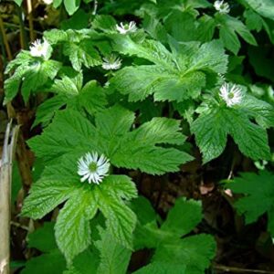 6 Goldenseal Roots Live Herb Plants Planting Ornaments Perennial Garden Simple to Grow Pots Gifts