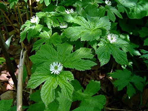 6 Goldenseal Roots Live Herb Plants Planting Ornaments Perennial Garden Simple to Grow Pots Gifts