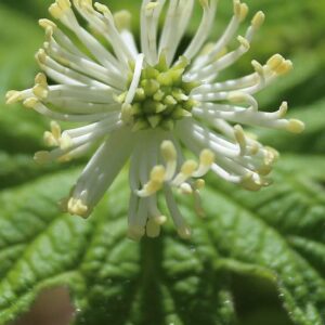 6 Goldenseal Roots Live Herb Plants Planting Ornaments Perennial Garden Simple to Grow Pots Gifts