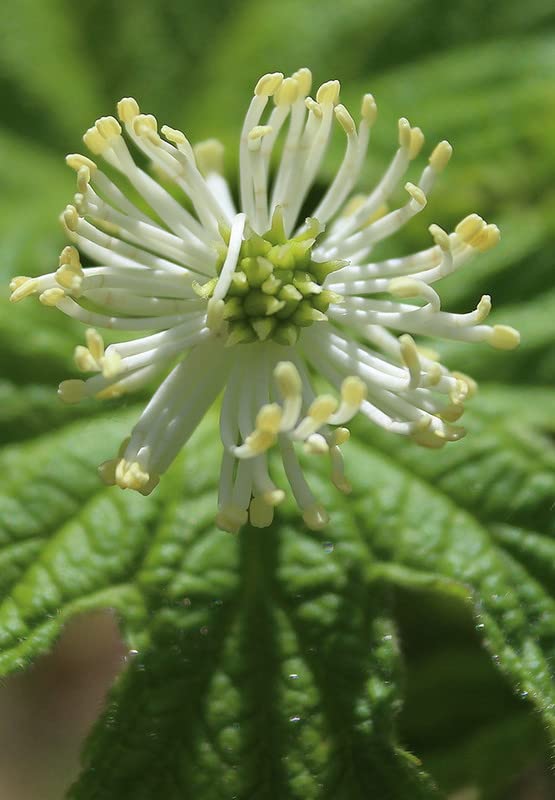 6 Goldenseal Roots Live Herb Plants Planting Ornaments Perennial Garden Simple to Grow Pots Gifts