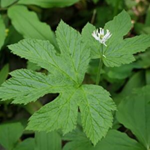 6 Goldenseal Roots Live Herb Plants Planting Ornaments Perennial Garden Simple to Grow Pots Gifts