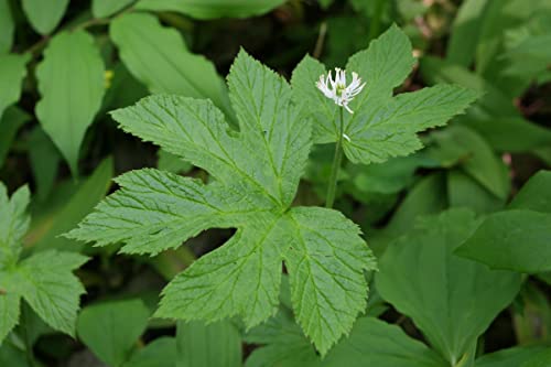 6 Goldenseal Roots Live Herb Plants Planting Ornaments Perennial Garden Simple to Grow Pots Gifts