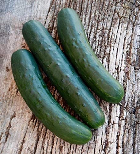 Marketmore 76 Cucumber Seeds - 25 Count Seed Pack - Non-GMO- The Most recognizable heirlooms and a Favorite Slicer for The Home Garden. - Country Creek LLC