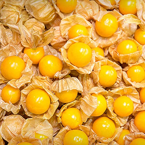 Tomatillo Seeds - Cape Gooseberry - Large Fruit - 250 Mg Packet ~65 Seeds - Physalis peruviana - Farm & Garden Vegetable Seeds - Non-GMO, Heirloom, Open Pollinated, Annual - Husk Tomato