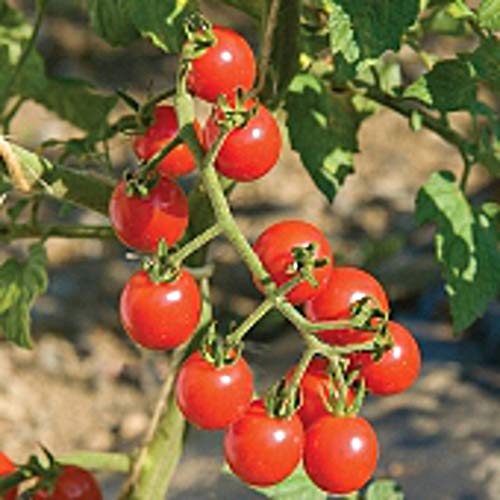 Jasper Tomato Seeds (20+ Seeds) | Non GMO | Vegetable Fruit Herb Flower Seeds for Planting | Home Garden Greenhouse Pack