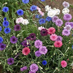 "Dwarf Polka Dot Mix" Bachelor Button Flower Seeds for Planting, 200+ Seeds Per Packet, (Isla's Garden Seeds), Non GMO & Heirloom Seeds, Scientific Name: Centaurea cyanus, Great Home Garden Gift