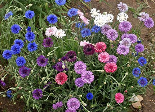 "Dwarf Polka Dot Mix" Bachelor Button Flower Seeds for Planting, 200+ Seeds Per Packet, (Isla's Garden Seeds), Non GMO & Heirloom Seeds, Scientific Name: Centaurea cyanus, Great Home Garden Gift