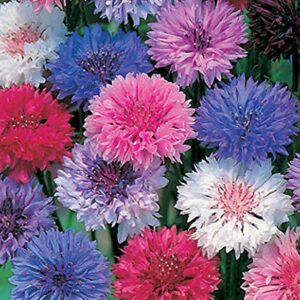 "Dwarf Polka Dot Mix" Bachelor Button Flower Seeds for Planting, 200+ Seeds Per Packet, (Isla's Garden Seeds), Non GMO & Heirloom Seeds, Scientific Name: Centaurea cyanus, Great Home Garden Gift