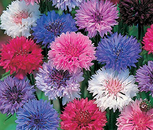 "Dwarf Polka Dot Mix" Bachelor Button Flower Seeds for Planting, 200+ Seeds Per Packet, (Isla's Garden Seeds), Non GMO & Heirloom Seeds, Scientific Name: Centaurea cyanus, Great Home Garden Gift