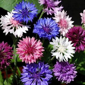 "Dwarf Polka Dot Mix" Bachelor Button Flower Seeds for Planting, 200+ Seeds Per Packet, (Isla's Garden Seeds), Non GMO & Heirloom Seeds, Scientific Name: Centaurea cyanus, Great Home Garden Gift