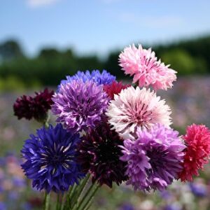 "Dwarf Polka Dot Mix" Bachelor Button Flower Seeds for Planting, 200+ Seeds Per Packet, (Isla's Garden Seeds), Non GMO & Heirloom Seeds, Scientific Name: Centaurea cyanus, Great Home Garden Gift