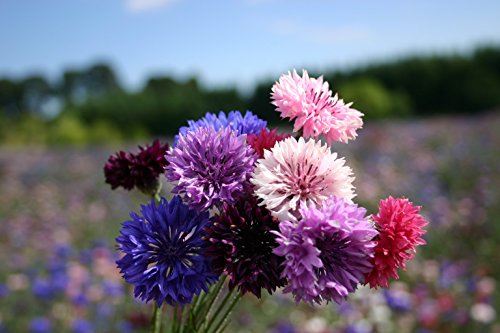 "Dwarf Polka Dot Mix" Bachelor Button Flower Seeds for Planting, 200+ Seeds Per Packet, (Isla's Garden Seeds), Non GMO & Heirloom Seeds, Scientific Name: Centaurea cyanus, Great Home Garden Gift