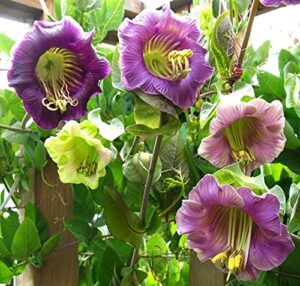 seeds cathedral bellx mix cup and saucer vine (cobea) flowers beautiful hanging annual garden for planting non gmo